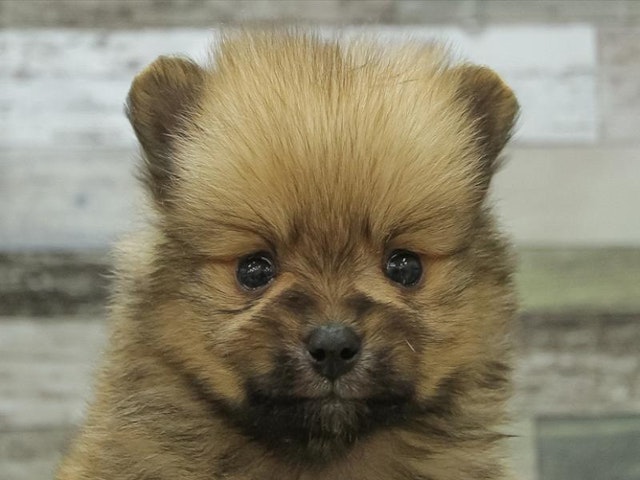 広島県のポメラニアン (ペッツワン広島LECT店/2024年9月21日生まれ/男の子/オレンジ)の子犬